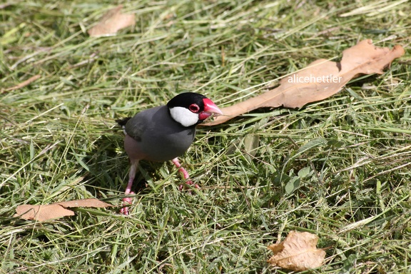 Reisfink (Padda oryzivora)